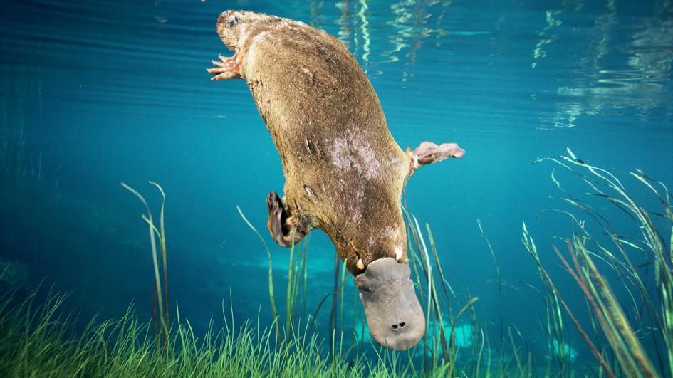 picture of platypus animal picture of platypus animal