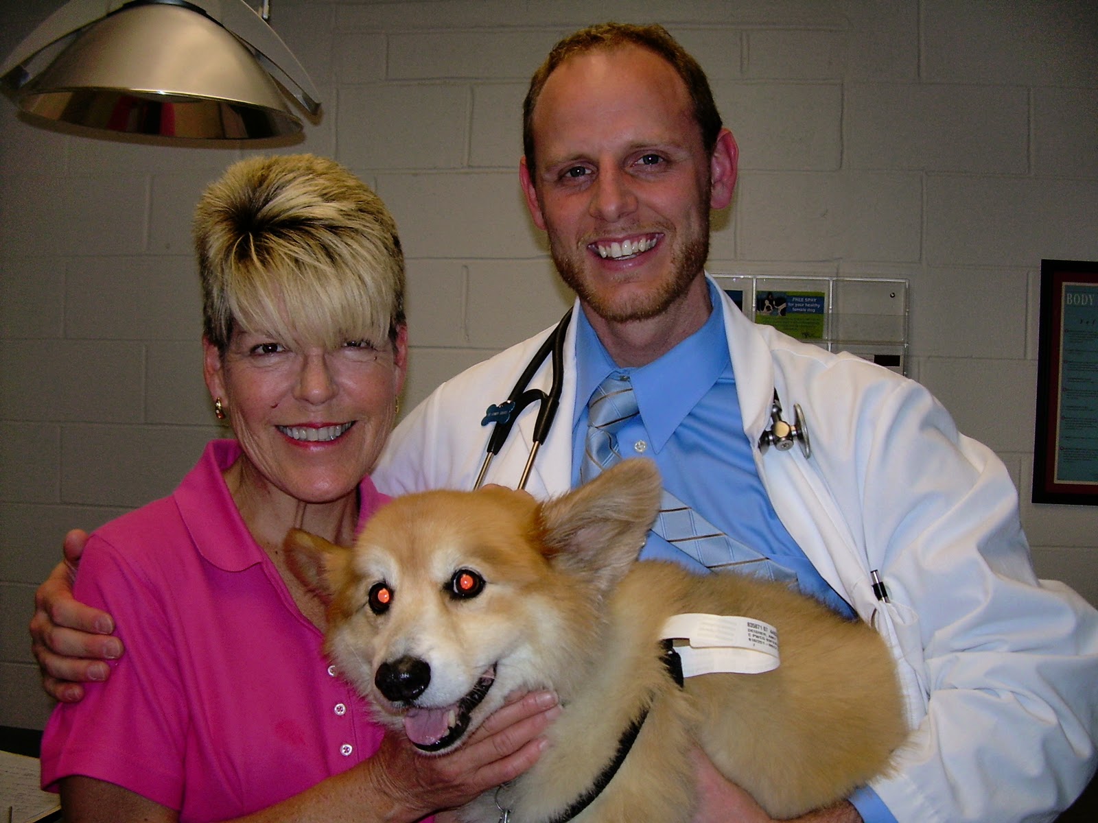 Llyr a Welsh with DM Thoughts on Degenerative Myelopathy by Dr