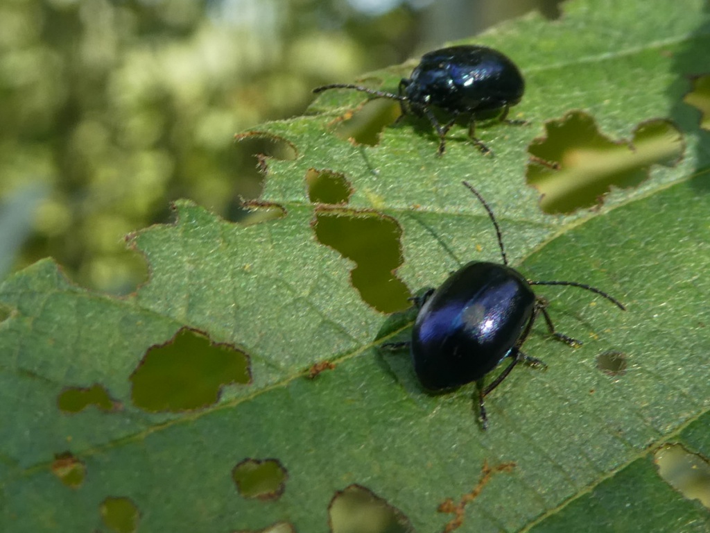 Uk gardening: pests control UK Gardening: Pests control