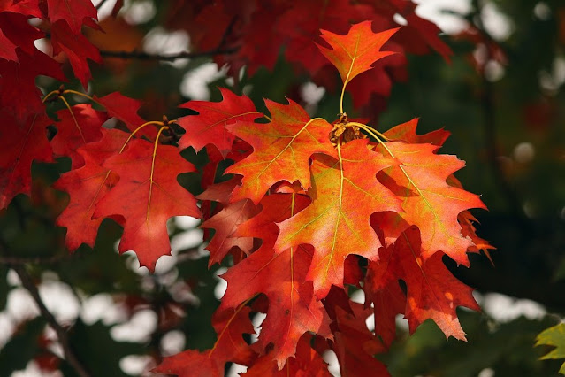 foliage italia