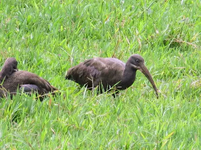 Ugandan Birds: Hadada Ibis