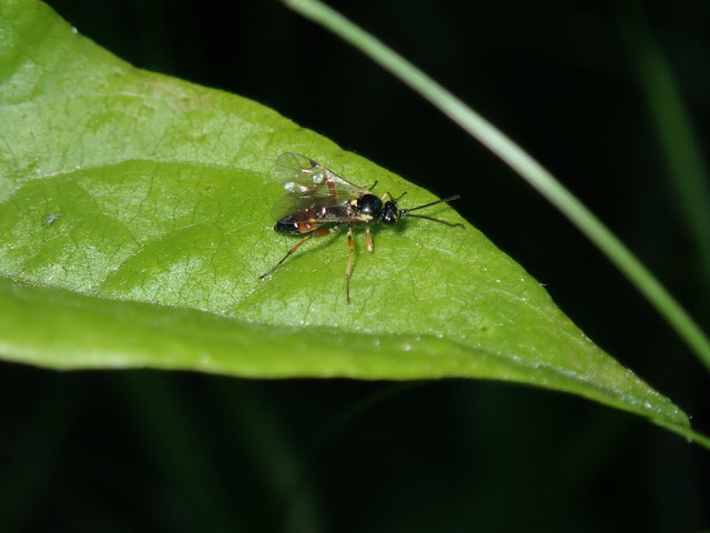 Diplazon laetatorius Diplazon laetatorius