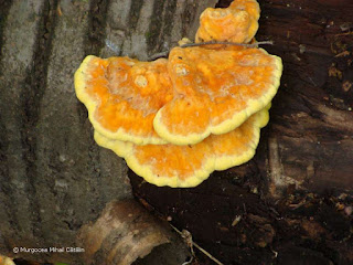 Laetiporus sulphureus DSC172320