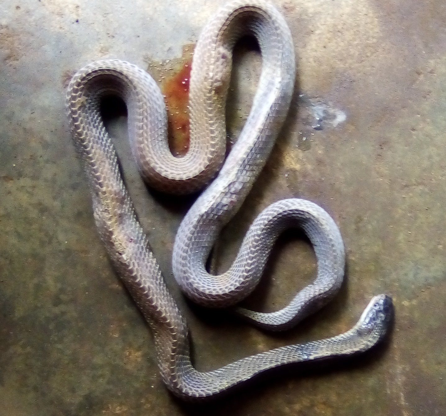 i almost got bitten by this huge snake