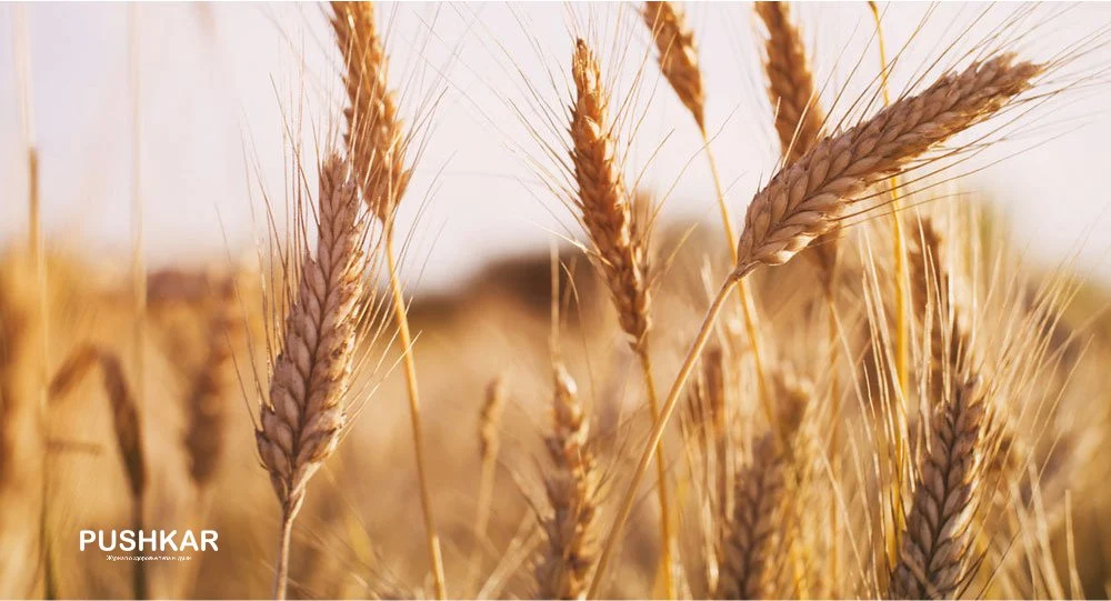 О ЧИСТОТЕ. ИГНАТИЙ БРЯНЧАНИНОВ.