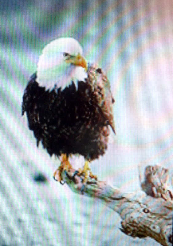 My Old Historic House Eagle Watching in Clarksville,Mo.