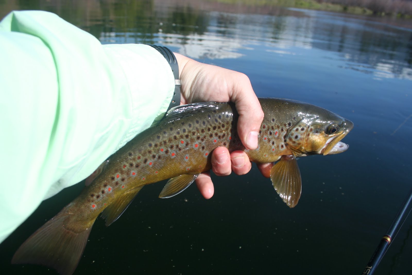 The Five Flies Fishing Club Manzanita Lake