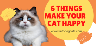 6 things make your cat happy infodogcats 6things make your cat happy infodogcats