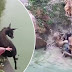 (Video) Kejam, Zoo China Beri Harimau Makan Keldai Hidup-Hidup