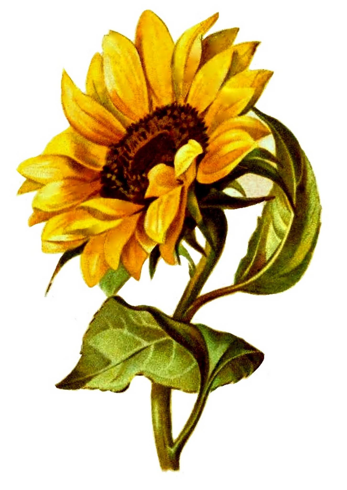 bumble button: Lots of Clipart, Graphics, & Pictures of Sunflowers ...