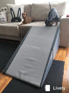 rampas para cães subir em sofás