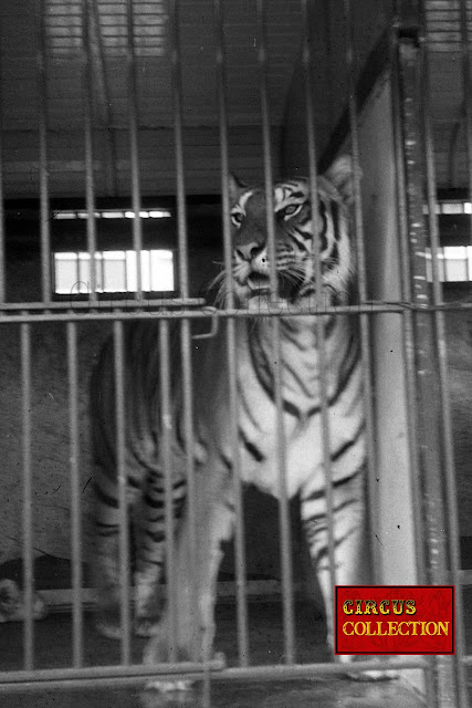 Les tigres du cirque Pinder  dans leurs roulotte cage à la ménagerie 