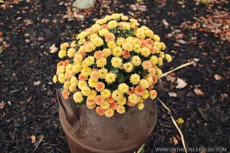 Vintage milk cans repurposed as fall planters with vibrant mums. | on the creek blog // www.onthecreekblog.com