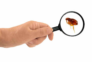 Does Baking Soda Kill Fleas in Carpet?