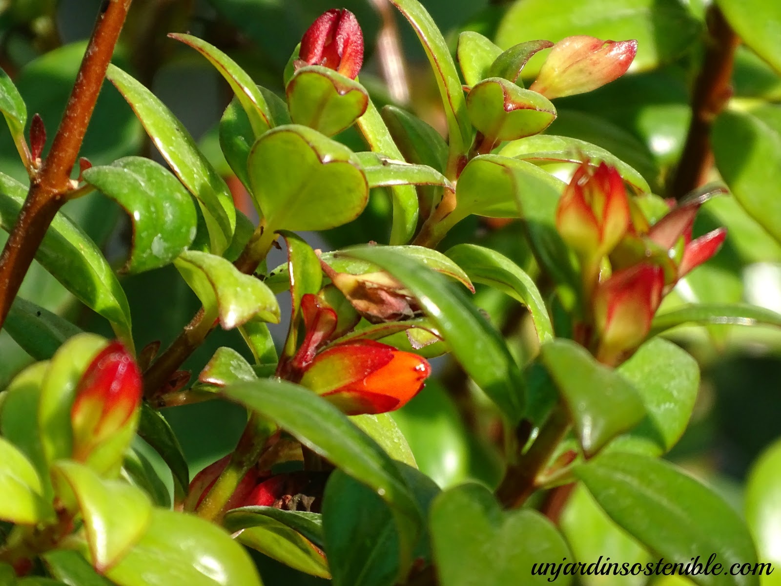 Nematanthus gregarius (Planta pescadito)