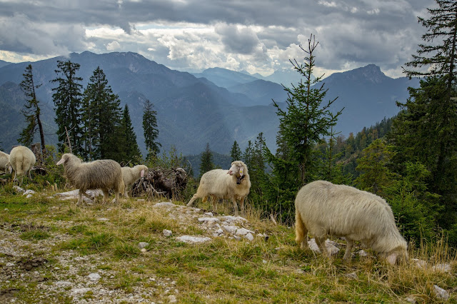 Rauschberg Rundtour Ruhpolding  Wandern Chiemgau 05