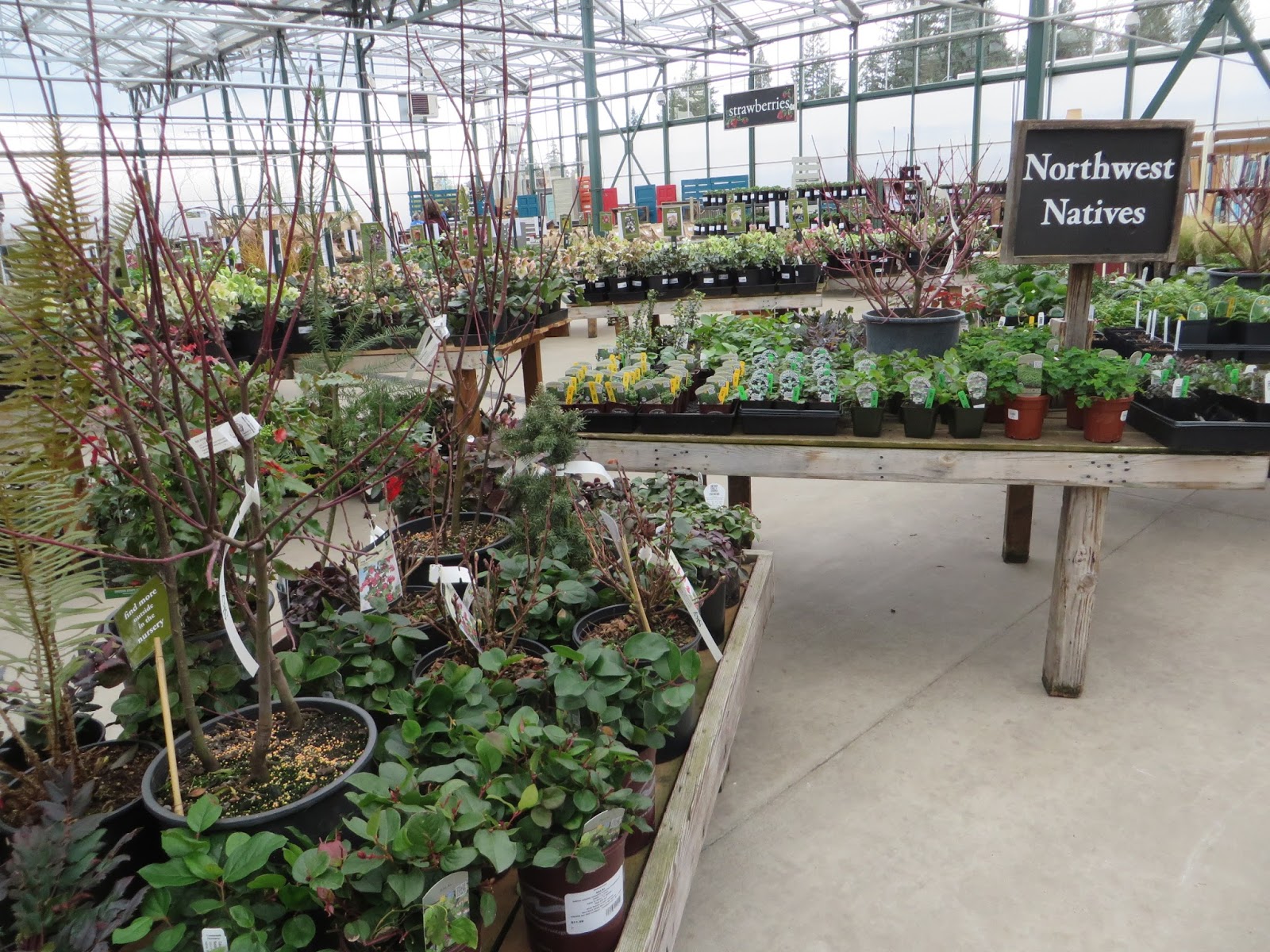 Nursery Visit Sky Nursery Seattle