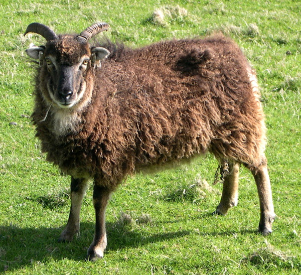 soay sheep, about soay sheep, soay sheep appearance, soay sheep breed, soay sheep breed info, soay sheep breed facts, soay sheep behavior, soay sheep care, caring soay sheep, soay sheep color, soay sheep characteristics, soay sheep coat color, soay sheep ewes, soay sheep facts, soay sheep for meat, soay sheep history, soay sheep horns, soay sheep info, soay sheep images, soay sheep lambs, soay sheep meat, soay sheep origin, soay sheep photos, soay sheep pictures, soay sheep rarity, raising soay sheep, soay sheep rearing, soay sheep size, soay sheep temperament, soay sheep tame, soay sheep uses, soay sheep varieties, soay sheep weight