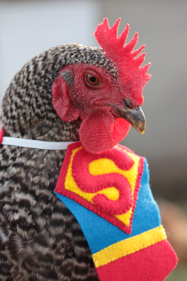 BaGawks Chickens in tiny costumes Halloween Fun