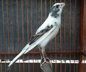 Ciri Khas Burung Kenari Panda Beserta Harga Dan Tips Perawatan