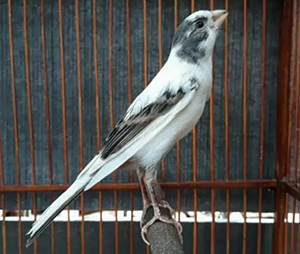 29+ Gambar burung kenari af terupdate