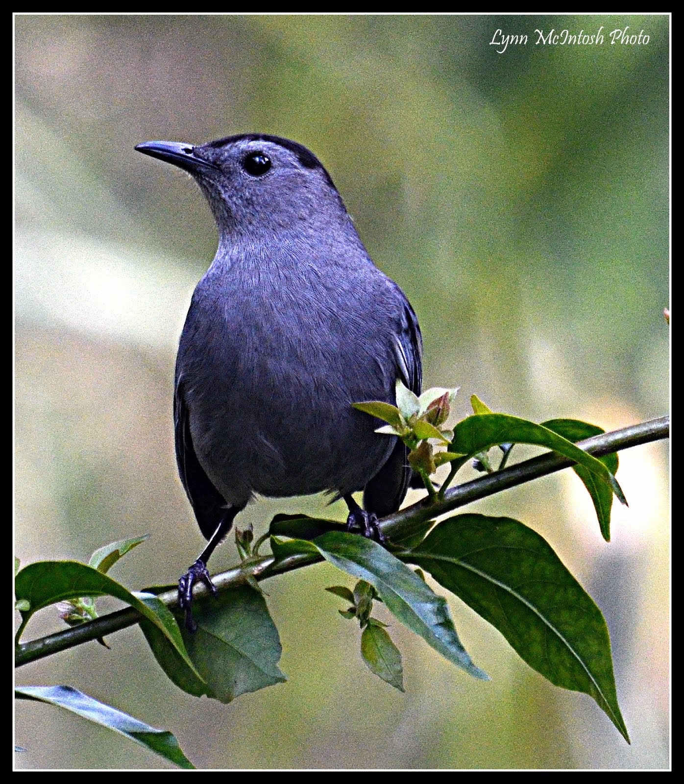 Grey Catbird