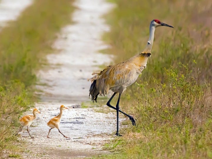 Male Sandhill Crane keeping an eye on his mate On The