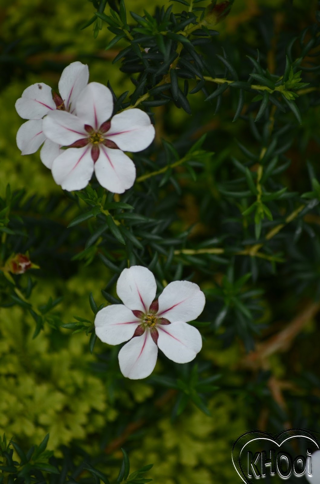 花卉库 Adenandra uniflora