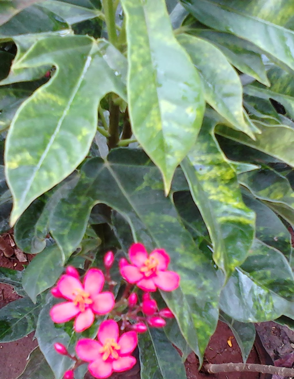 Garden Care Simplified Croton Plant Colorful leaves Plant with Red