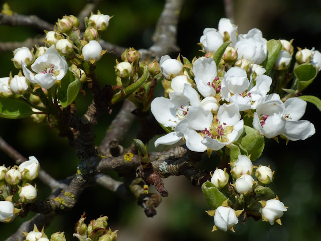Pear Tree Blossom April Pear Tree Blossom April