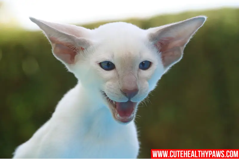 Cat Hissing, Reasons and How To Stop it Cute Healthy Paws