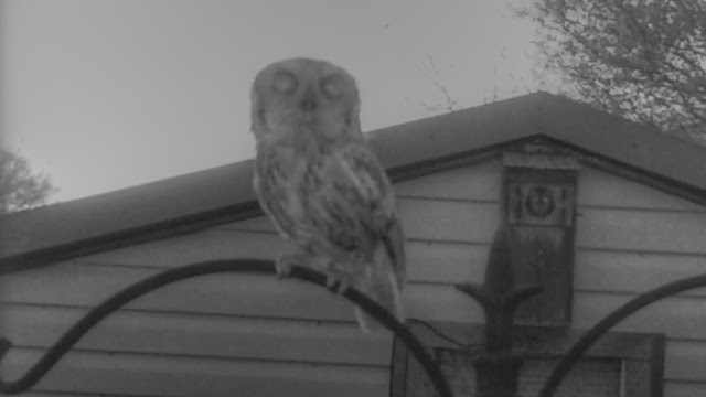 Eastern Screech Owl Calling At Nest Box