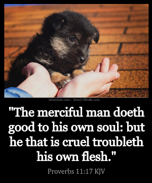 2-timothy-2-15-truth-verse-of-the-day-proverbs-11-17-kjv