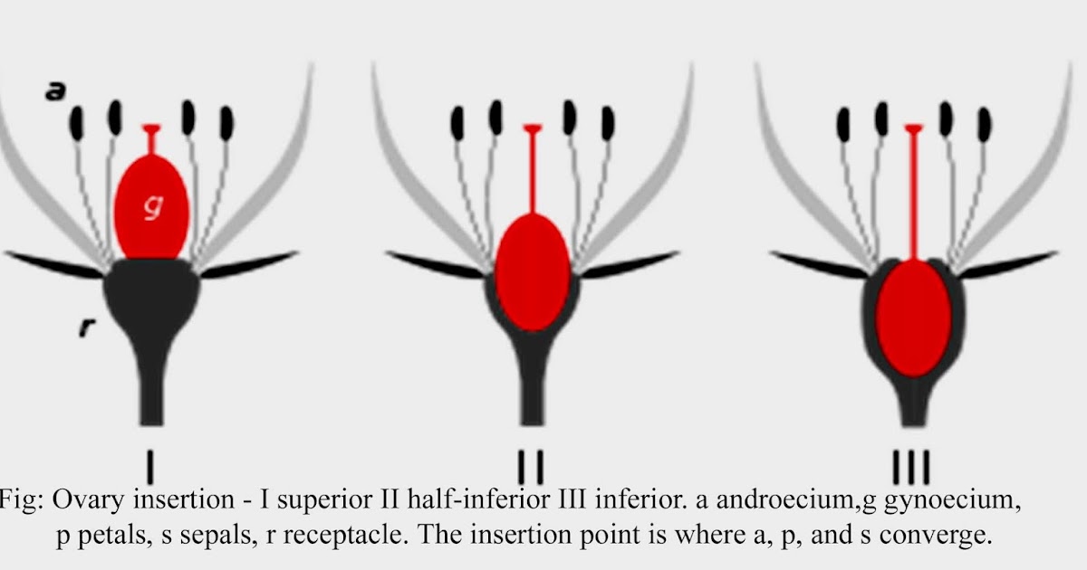 OVARY, INFERIOR OVARY