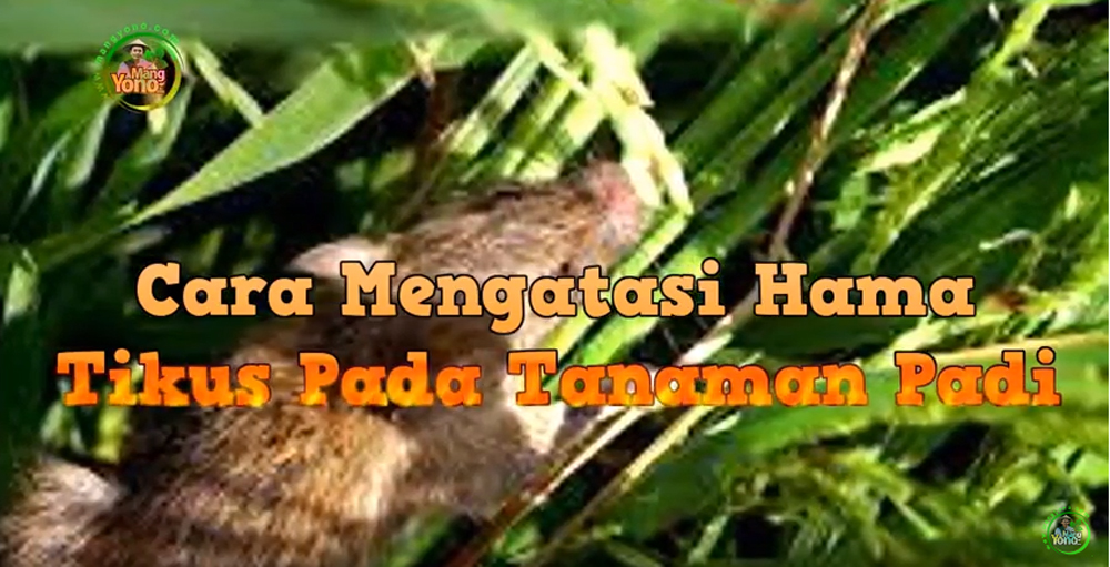 Cara Pengendalian Atau Pencegahan Hama Tikus Pada Tanaman Padi Cara Pengendalian Atau Pencegahan Hama Tikus Pada Tanaman Padi