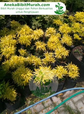 Jual Bibit Bunga Brokoli Kuning Murah Unggul Jual Ikan Koi Murah