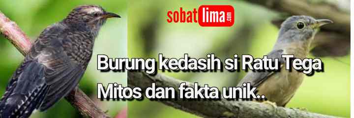 Burung Kedasih Si Burung Misteri Berjuluk Si Ratu Tega Sobat Lima