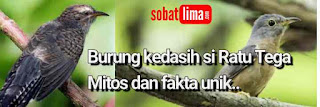 Burung Kedasih Si Burung Misteri Berjuluk Si Ratu Tega Sobatlima Com
