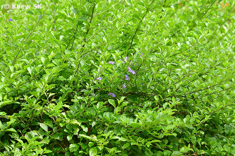 The Aspiring Gardener Mexican Orange A Great Small Evergreen Shrub