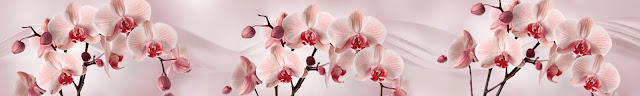  Сктинали розовые орхидеи