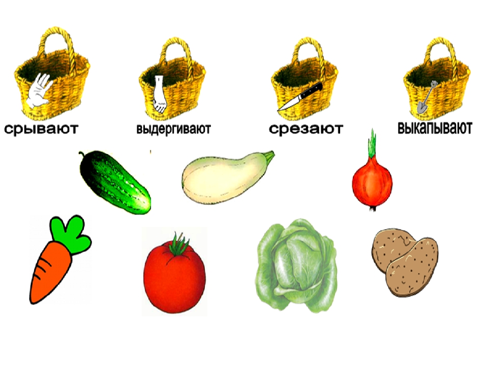 Овощи которые выкапывают лопатой из земли для детей картинки