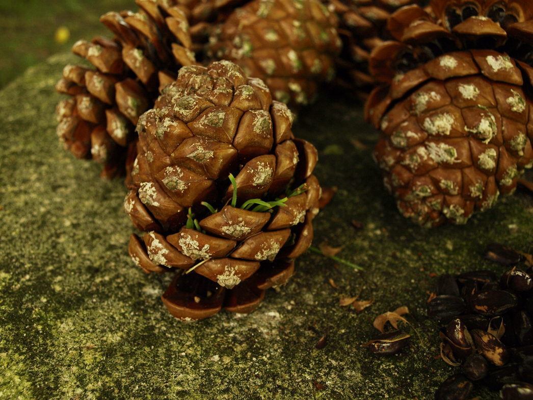 O Voo do Arado apanhar pinhas para comer pinhões...