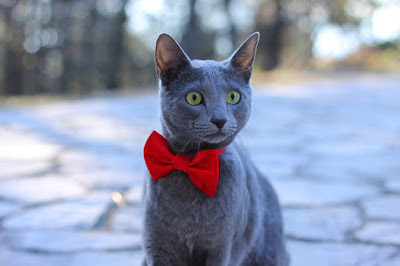 alt="joven gato azul ruso"