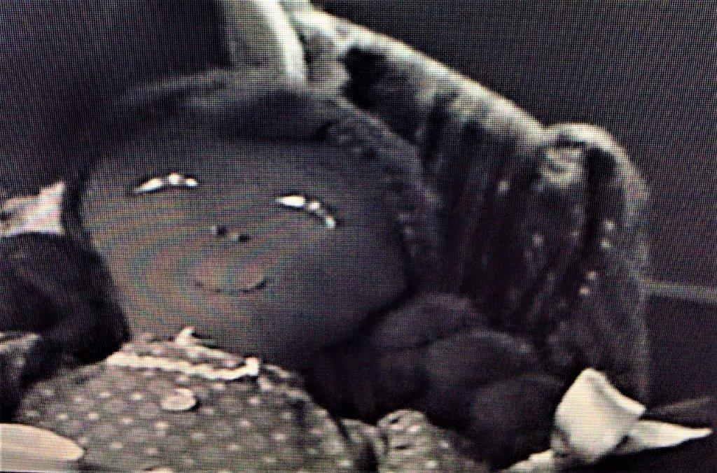 Black Doll Collecting: Genius Aretha's Doll Updated