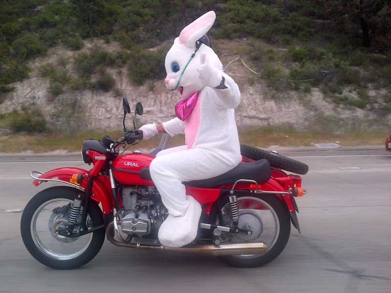 Nothing To Do With Arbroath: Easter Bunny pulled over for riding ...