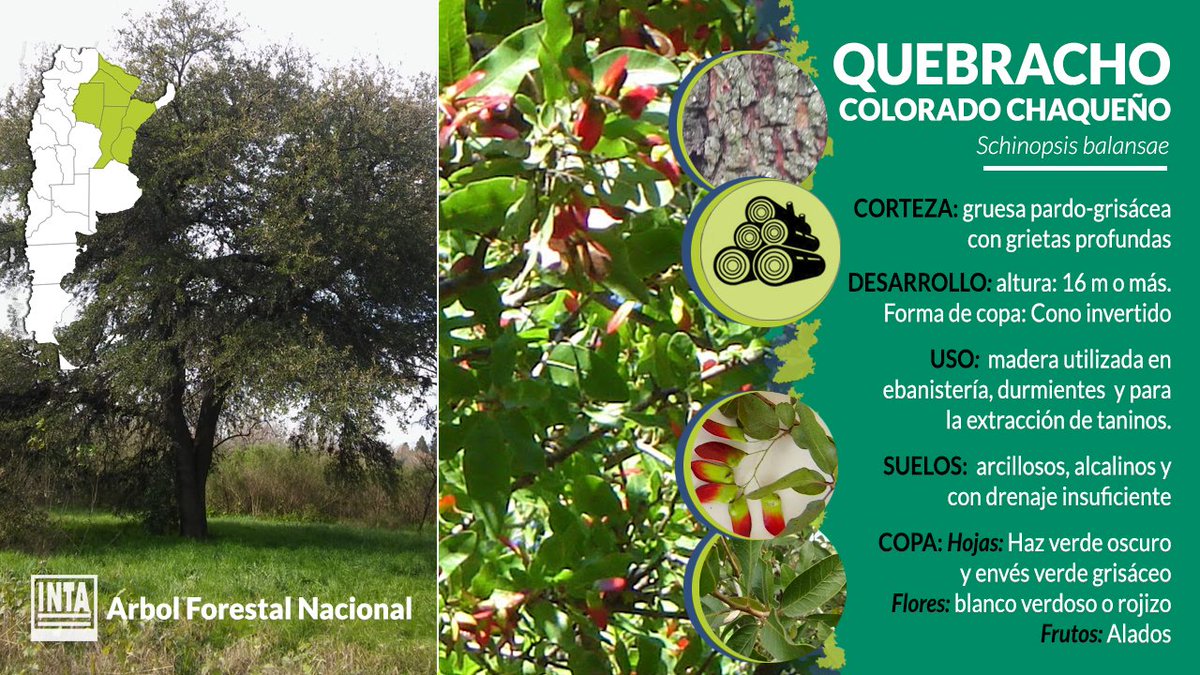 E.P. N° 1 "Mariano Moreno" 29 de Agosto Día Nacional del Árbol