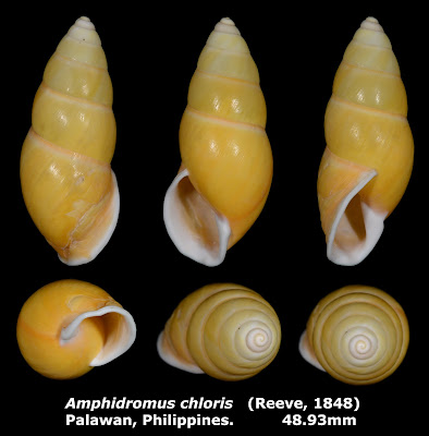 Amphidromus chloris 48.93mm