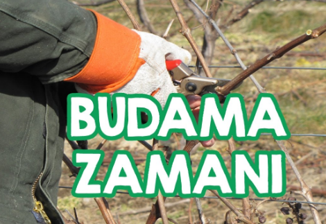 Ceviz Hangi Ayda Budanir Ceviz Hangi Ayda Toplanir