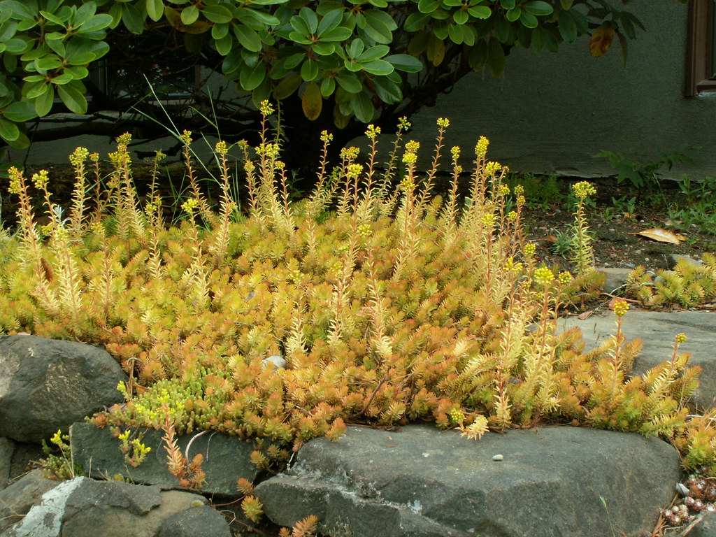 Lemon Coral Sedum care and culture Travaldo's blog