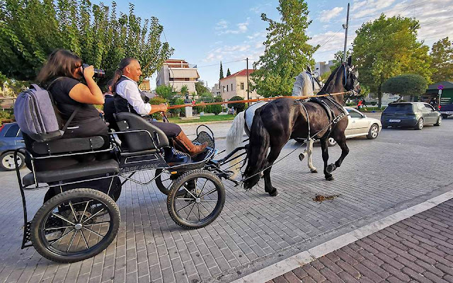 Θεσπρωτία: Αντίδραση του Φιλοζωικού Σωματείου Θεσπρωτίας για την άμαξα στην παραλιακή